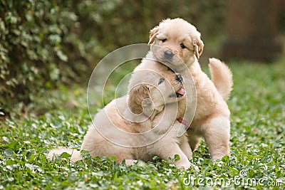 Two cute golden retriever puppies playing Stock Photo