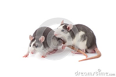 Two cute gray-white rats on a white background close-up. Stock Photo
