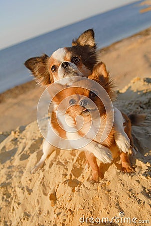 Two cute happy chihuahua pet dogs hugging paw with love on sand beach in sea summer vacation Stock Photo
