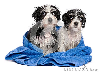 Two cute havanese puppies after bath is sitting on a blue towel Stock Photo
