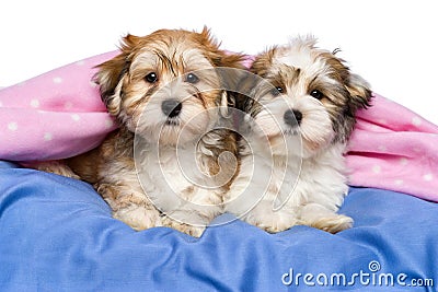 Two cute Havanese puppies are lying in a bed Stock Photo