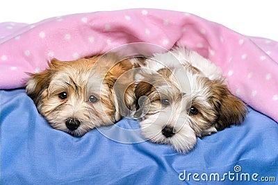 Two cute Havanese puppies are resting in a bed Stock Photo