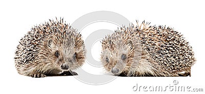 Two cute hedgehogs Stock Photo