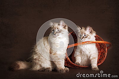 Two cute kitten Neva masquerade sitting in the basket, peeking o Stock Photo