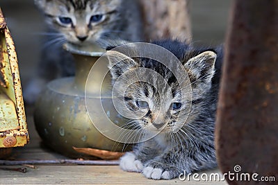 Two Cute Kittens Stock Photo