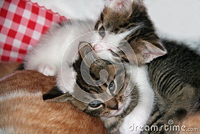 Two cute kittens Stock Photo