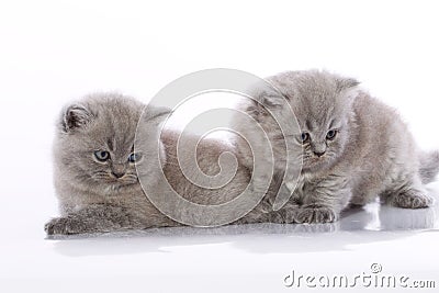 Two cute kittens Stock Photo