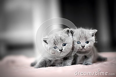 Two cute kittens cuddle each other. British Shorthair Stock Photo