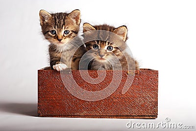 Two cute kittens in wooden box. Stock Photo