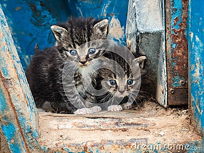 Two cute kittens Stock Photo