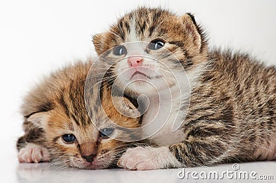 Two cute kitty cats Stock Photo