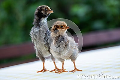 Two cute little chickens Stock Photo