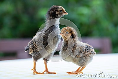 Two cute little chickens Stock Photo