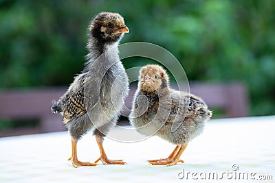 Two cute little chickens Stock Photo