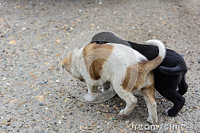 Two cute little homeless puppies fight, play and biting each other. One black another white-brown. Funny friendly puppy games Stock Photo