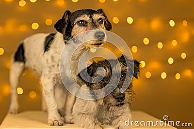 Two cute little Jack Russell Terrier dogs are sitting obediently in front of blurred Christmas background Stock Photo