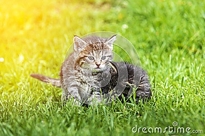 Kitten in the green grass Stock Photo