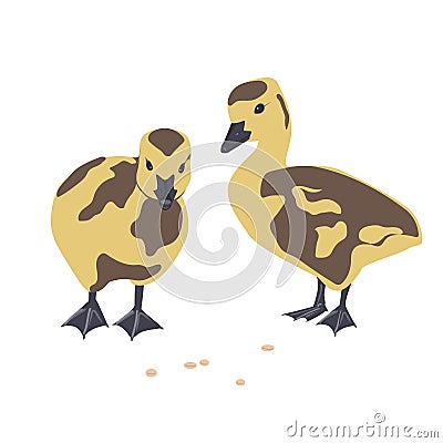 Two cute little newborn fluffy Canada gosling. Pair of goose babies isolated on a white background, vector illustration. Vector Illustration