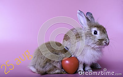 Two cute little rabbits brown on a pink background. The little rabbit is sleeping. And the other has a heart beside Cute pet with Stock Photo