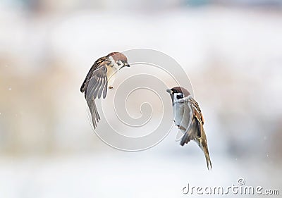 Two cute little Sparrow birds flying in the air Stock Photo