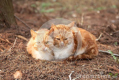 Two cute lovely young cats Stock Photo