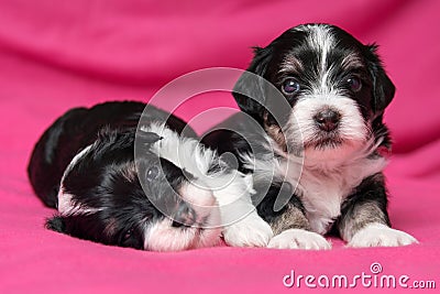 Two cute lying havanese puppies dog on a pink bedspread Stock Photo