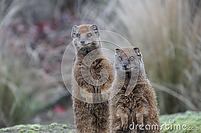 Two cute mongoose standing alert on their hind legs Stock Photo