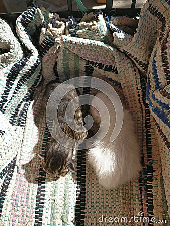 Two cute newborn kittens Stock Photo