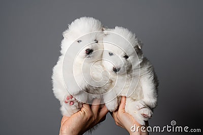 Two cute one month samoyed puppys isolated over grey background Stock Photo