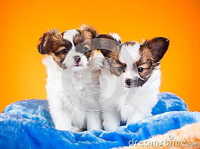 Two cute Papillon puppies on a orange background Stock Photo
