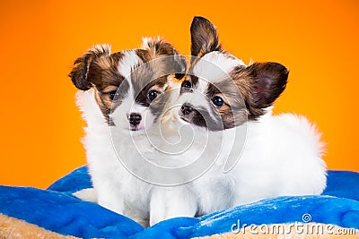 Two cute Papillon puppies on a orange background Stock Photo