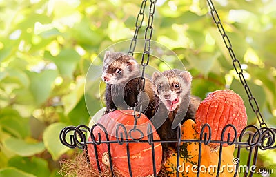 Pet ferrets, Mustela putorius furo, together in a basket with pumpkins Stock Photo