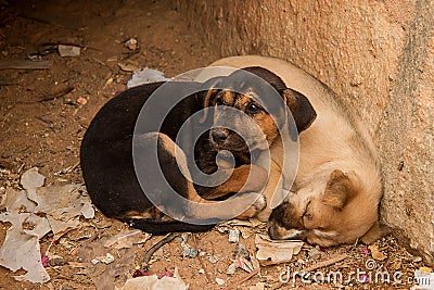 Two cute Puppies Stock Photo