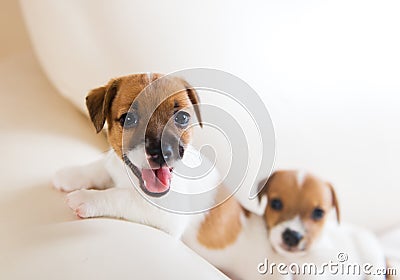 Two cute puppies playing on a sofa Stock Photo