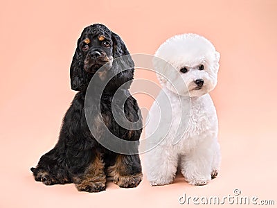 Two cute puppies Stock Photo