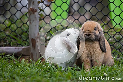 Two cute rabbits loving and playing in the meadow green grass together. Friendship with easter bunny. Stock Photo