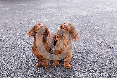 Two cute red miniature long-haired dachshunds standing outdoors looking up with crooked smile Stock Photo