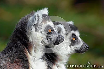 Two cute ring-tailed lemurs Stock Photo