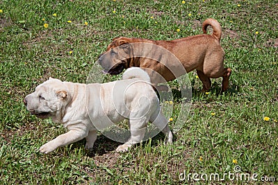 Two cute shar-pei puppies is playing on a green meadow. Stock Photo