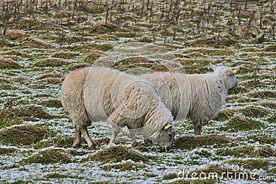 Two cute sheep grazing snowy grass along Ticknock Road, Co. Dublin, Ireland. Beautiful winter scenery. Unusual Irish winter Stock Photo