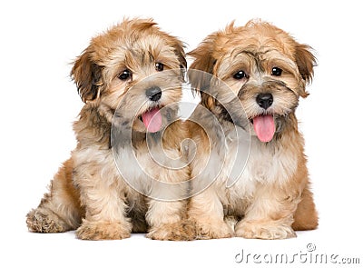 Two cute sitting havanese puppies Stock Photo