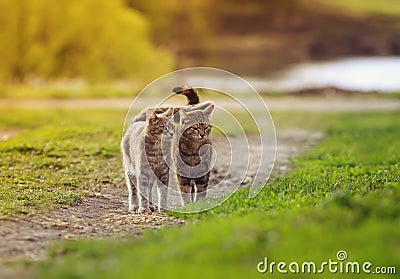 two striped cats walking nearby caressing on the road in the garden in spring on a Sunny day Stock Photo