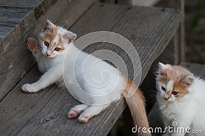 Two Cute White & Orange Kittens Stock Photo