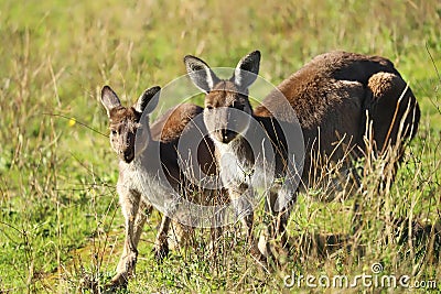 Two cute wild kangaroos are grazing on the green grass meadow Stock Photo