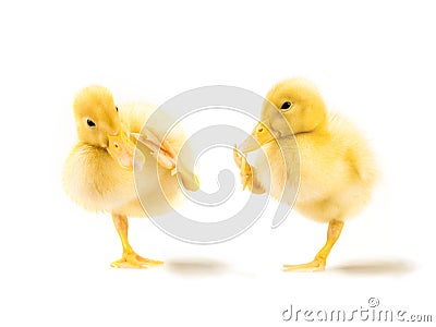 Two cute yellow ducklings Stock Photo