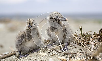 Two Cute Young Birds Stock Photo