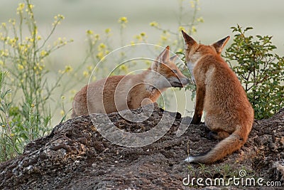 Two cute young foxes. Vulpes vulpes Stock Photo