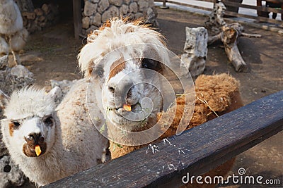 Two cute young white llamas eating carrots at the zoo Stock Photo