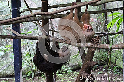 Babys sloths Stock Photo