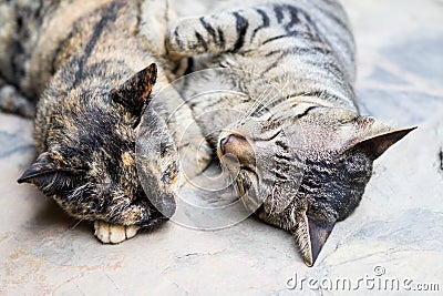 Two cutes cats sleeping Stock Photo